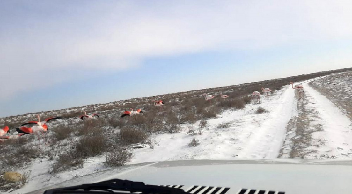 Замерзающих фламинго сфотографировали в Мангистауской области
