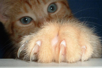 Фотография к новости: Медики предупредили об опасных последствиях кошачьих царапин