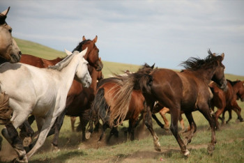 Фотография к новости: ﻿Группу скотокрадов задержали в Карагандинской области