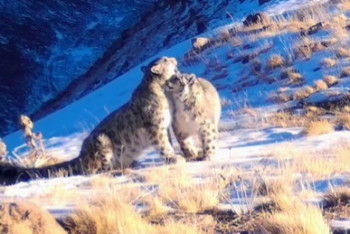Фотография к новости: Семья снежных барсов попала на видео в Жамбылской области