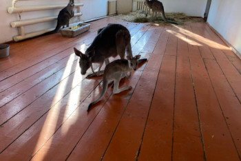 Фотография к новости: Третий кенгуренок родился в Алматинском зоопарке