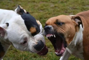 Фотография к новости: Свора питбулей отгрызла мужчине лицо