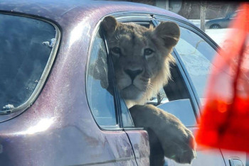Фотография к новости: Позирующий из окна легковушки лев удивил карагандинцев