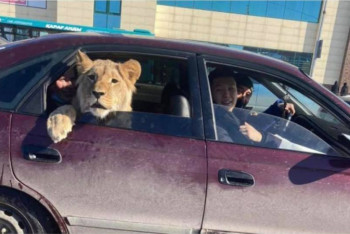 Фотография к новости: Катание льва на авто по Караганде прокомментировали в Минэкологии