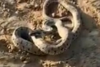 Фотография к новости: На строительной площадке в Туркестане нашли змей