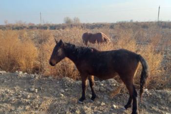 Фотография к новости: Двух украденных лошадей обменял на Opel  скотокрад в Туркестанской области
