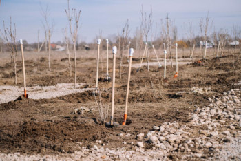 Фотография к новости: Аллея женщин появилась в Алматы