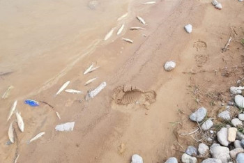 Фотография к новости: Гибель рыбы на реке Бадам: Минэкологии начало проверку