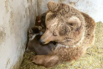Фотография к новости: Медвежата родились в Алматинском зоопарке