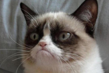 Фотография к новости: Биолог считает, что просмотр роликов с котиками ведет к деградации