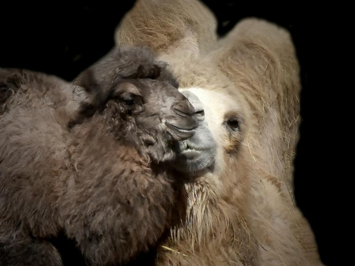 Михаил Сорокоумов