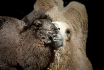 Фотография к новости: Двугорбый верблюжонок появился на свет в зоопарке Алматы