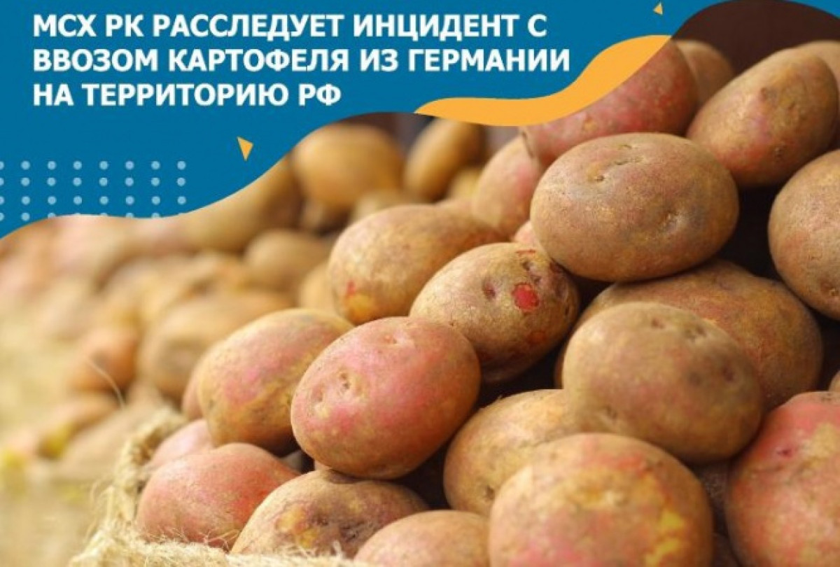 Ввоз "санкционного" картофеля из Германии в Россию расследует Казахстан