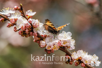 Фотография к новости: Охотился ли Токтар Аубакиров в резервате? - комментарий Минэкологии