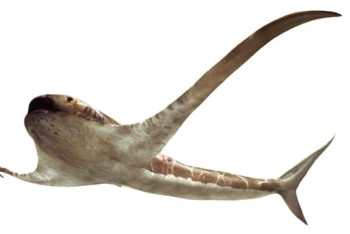 Фотография к новости: В Мексике обнаружена окаменелость акулы "с крыльями"