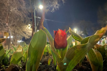 Фотография к новости: Тюльпаны расцвели в Шымкенте