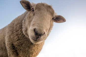 Фотография к новости: ﻿За 30 баранов туркестанский чиновник согласился на мошенничество