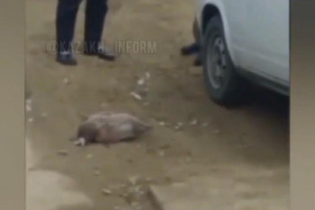 Фотография к новости: Сбивший курицу автомобиль забирают на штрафстоянку: в полиции Туркестанской области прокомментировали инцидент