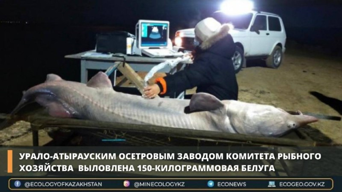 150-килограммовую белугу выловили в Атырауской области