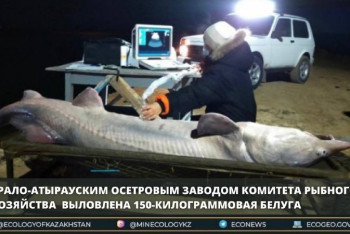 Фотография к новости: 150-килограммовую белугу выловили в Атырауской области