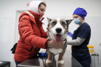 Фотография к новости: Первую в мире вакцину против COVID-19 для животных зарегистрировали в России