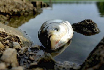 Фотография к новости: Гибель рыбы в Топарской системе озер расследуют специалисты