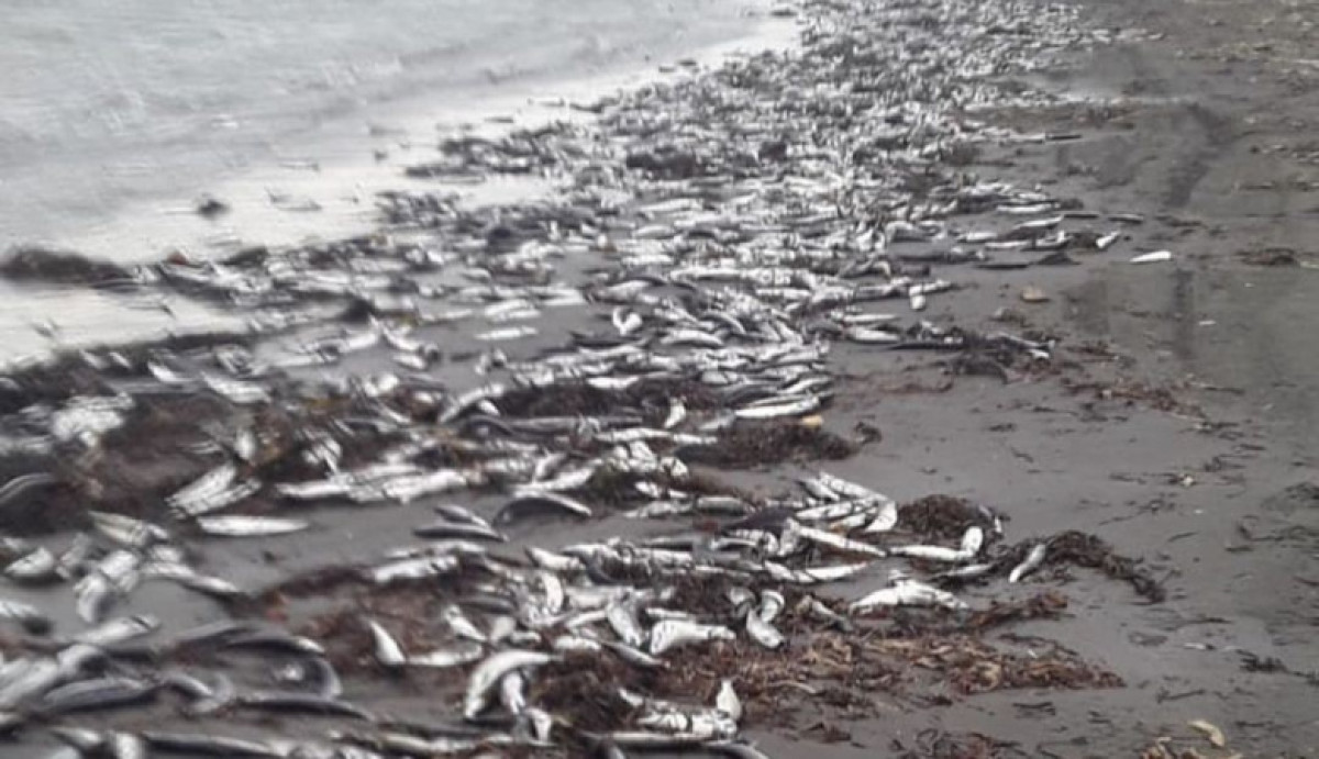 Берега Сахалина засыпало тихоокеанской сельдью