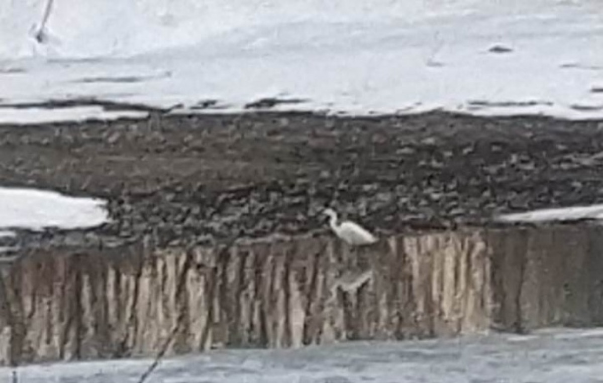 скриншот видео