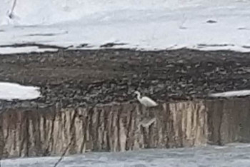 Фотография к новости: Цаплю на городской набережной обнаружили жители Усть-Каменогорска