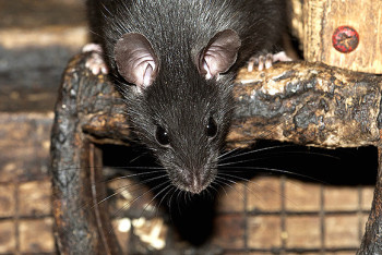 Фотография к новости: Огромную крысу поймали и сняли на видео в Актау