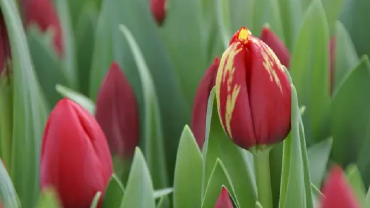 По-летнему тепло будет на юге Казахстана в ближайшие дни