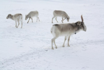 Фотография к новости: Гибель более 200 сайгаков прокомментировали в Минэкологии