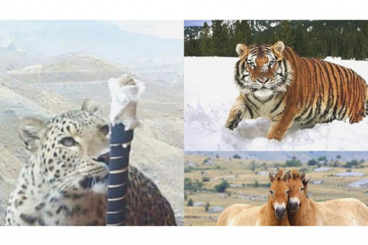 Красная книга Казахстана пополнилась тремя животными