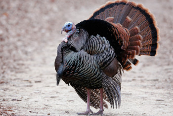 Фотография к новости: Индюшек разводит в квартире жительница Актау