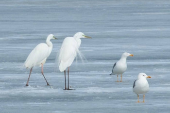 Фотография к новости: Большие белые цапли прилетели в Нур-Султан