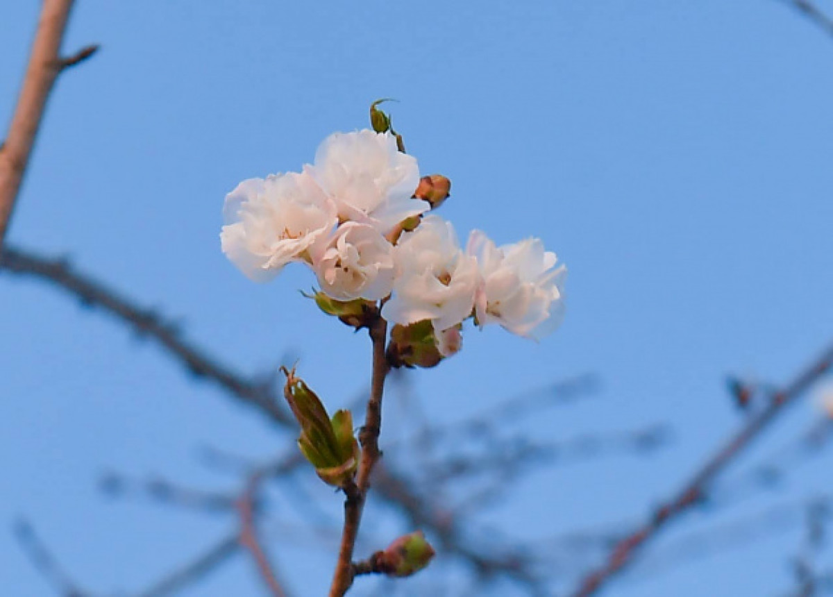 пресс-службы акимата Туркестанской области