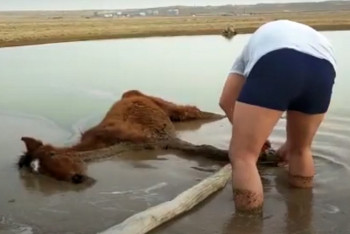 Фотография к новости: Увязшую в грязи лошадь спасли в Мангистау