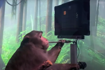 Фотография к новости: Обезьяна с мозговым чипом играет в видеоигры силой мысли в стартапе Илона Маска