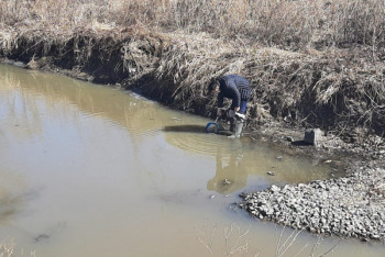 Фотография к новости: Массовая гибель рыбы зафиксирована в протоке Иртыша в ВКО