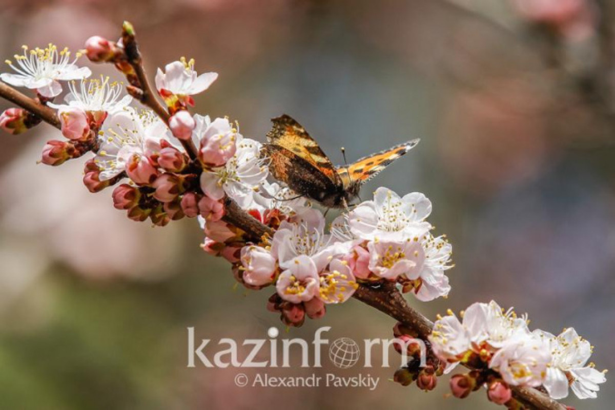 Иллюстративное: inform.kz