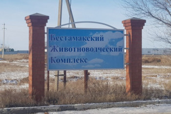 Фотография к новости: Голодовку объявили работники скандальной свинофермы в Бестамаке