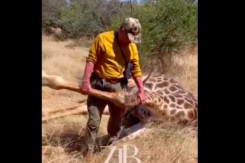 Фотография к новости: "Съездите на мясокомбинат" - Охотники заступились за стрелявших в зебру и жирафа казахстанцев