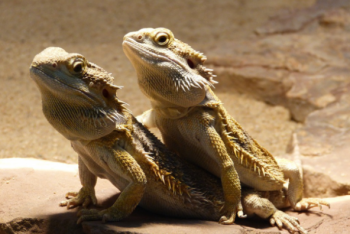 Фотография к новости: Самцы бородатых ящериц вылупляются самками из-за "выключения" генов