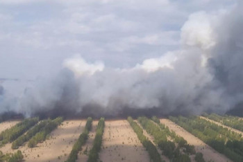Фотография к новости: Лес горит в Павлодарской области