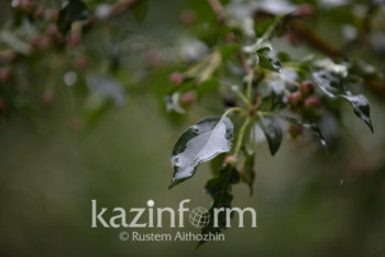 Фотография к новости: Дожди ожидаются в нескольких регионах Казахстана