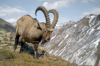 Фотография к новости: Редкий сибирский козел попал в фотоловушку в Алматинской области