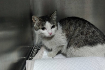 Фотография к новости: Кошек замуровали в подвале дома в Усть-Каменогорске