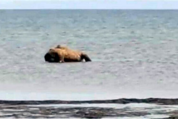Фотография к новости: Десятки мертвых верблюдов найдены на берегу Каспия