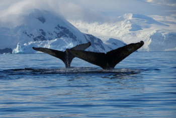 Фотография к новости: Песни китов поведали ученым, что животные пропустили миграцию на юг