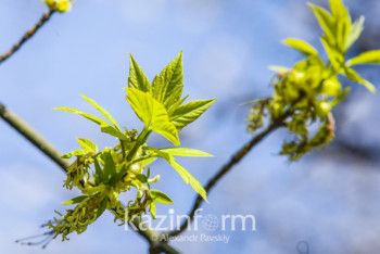 Фотография к новости: Пыльная буря ожидается в трех областях Казахстана